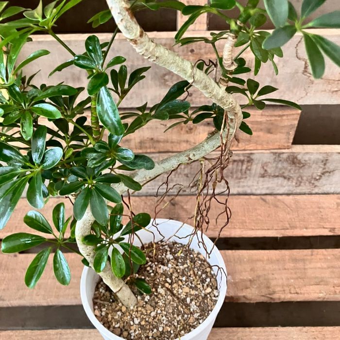 観葉植物現品販売