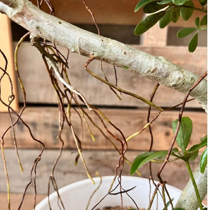 観葉植物現品販売