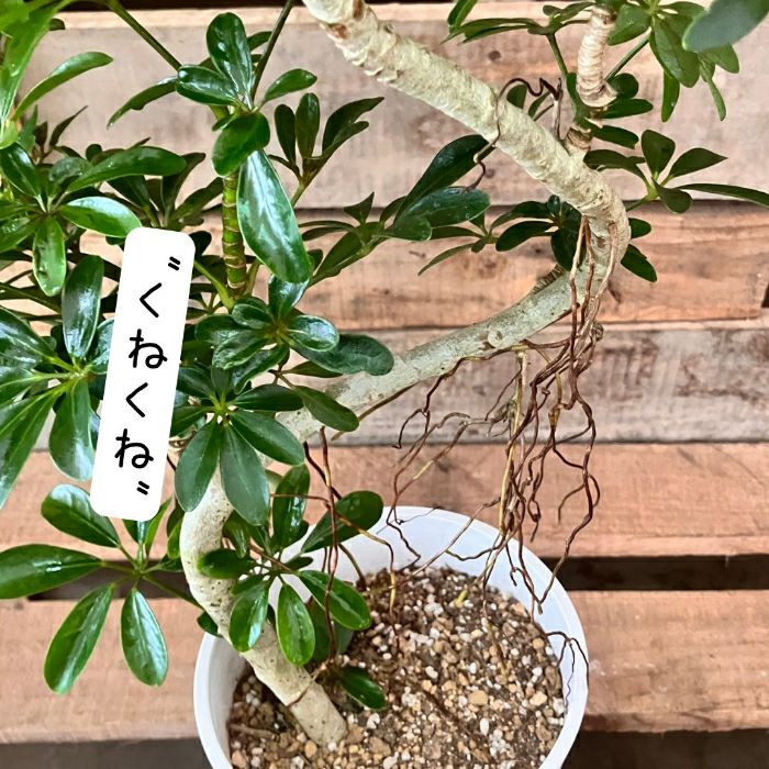 観葉植物現品販売