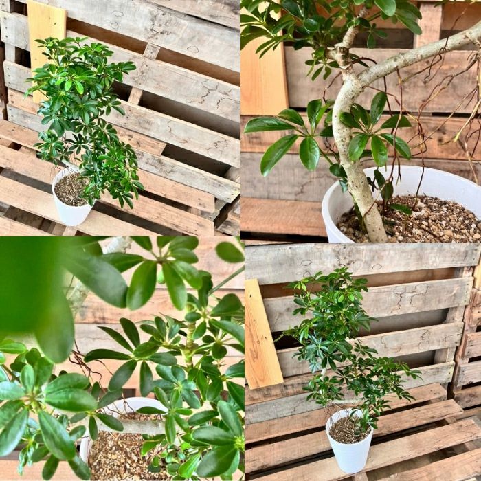 観葉植物現品販売