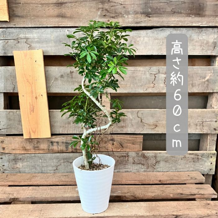 観葉植物現品販売