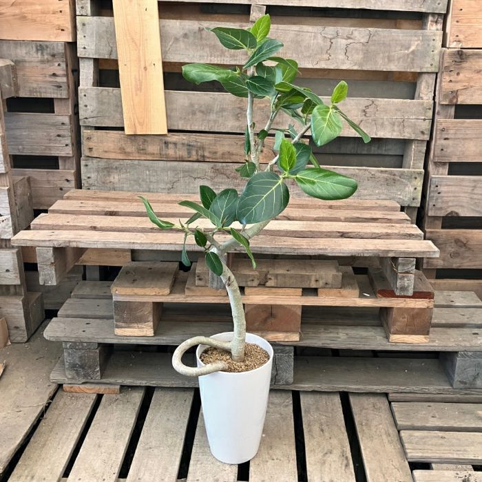 観葉植物現品販売