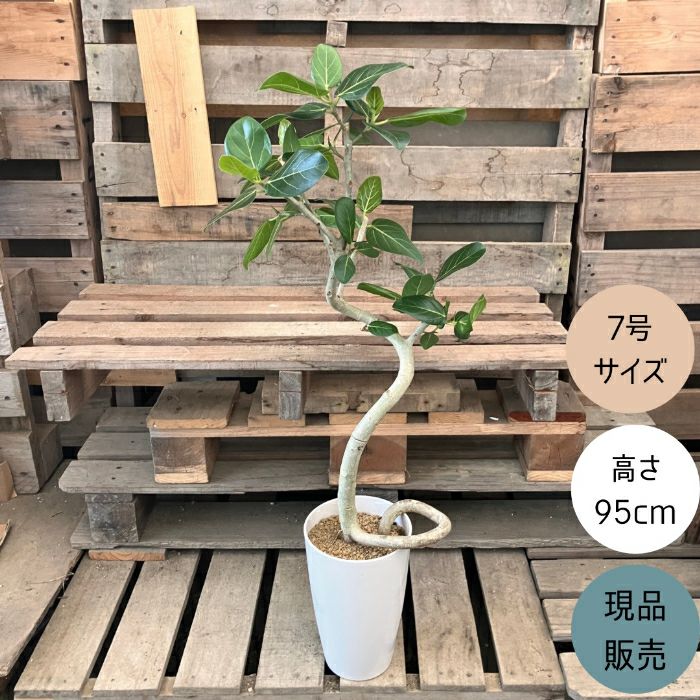 観葉植物現品販売