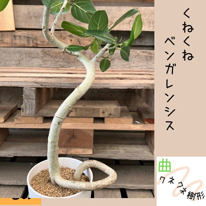観葉植物現品販売