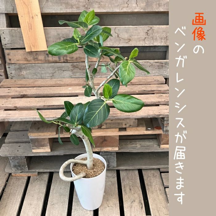 観葉植物現品販売