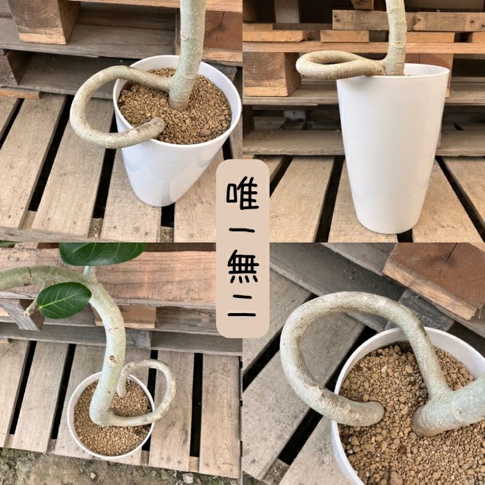 観葉植物現品販売
