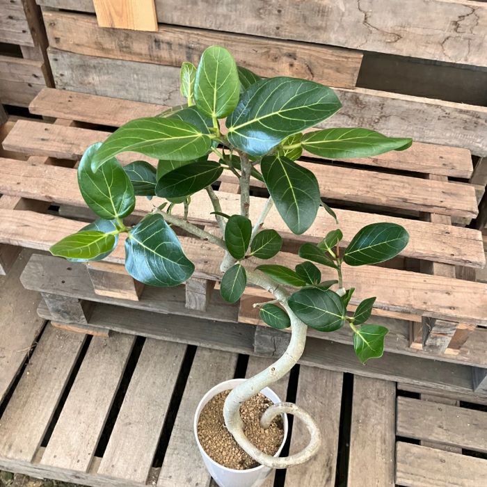 観葉植物現品販売