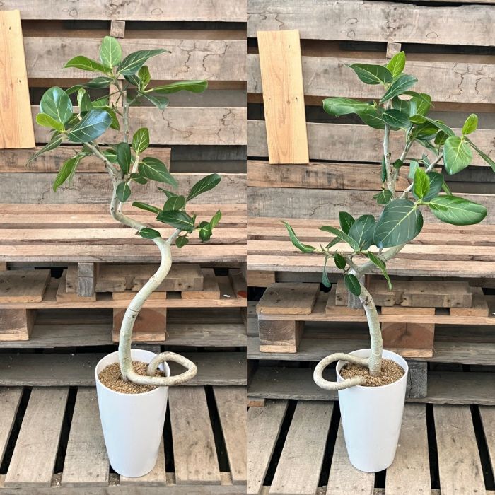 観葉植物現品販売