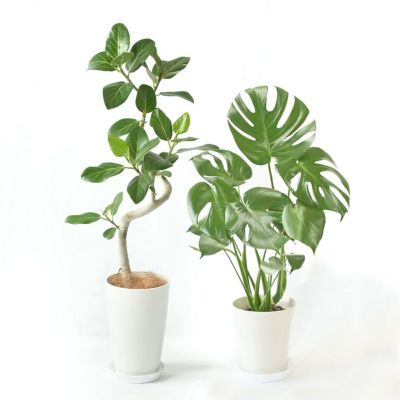 ベンガルボダイジュ (フィカス・ベンガレンシス) 通販 【観葉 ベンガルボダイジュ (フィカス・ベンガレンシス) 通販 【観葉