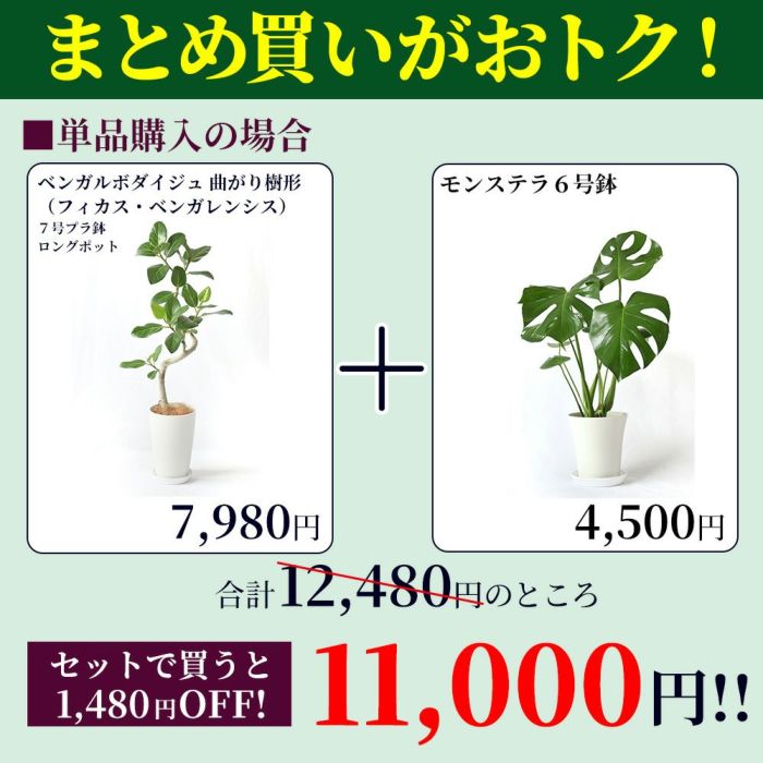 2鉢セット ベンガルボダイジュ（フィカス・ベンガレンシス）曲がり樹形 7号プラ鉢ロングポット ＋ モンステラ 6号鉢 観葉植物 本物