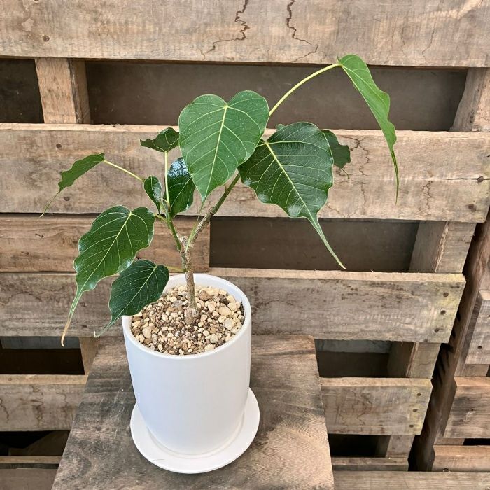 観葉植物現品販売
