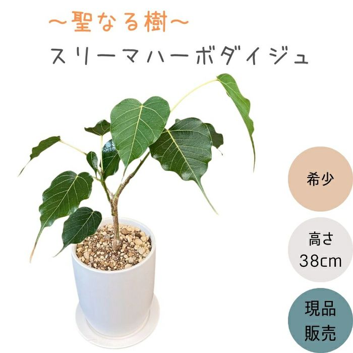 観葉植物現品販売