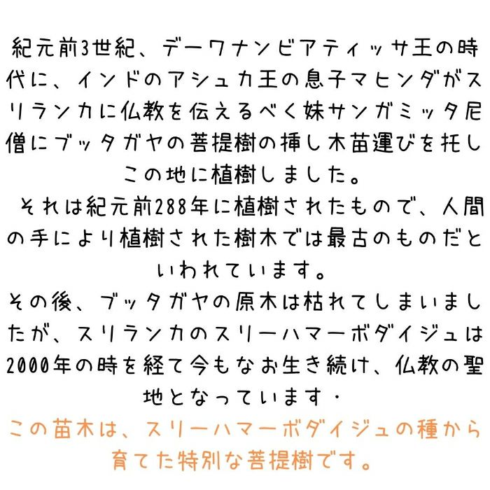 観葉植物現品販売