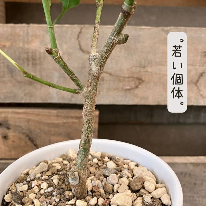 観葉植物現品販売