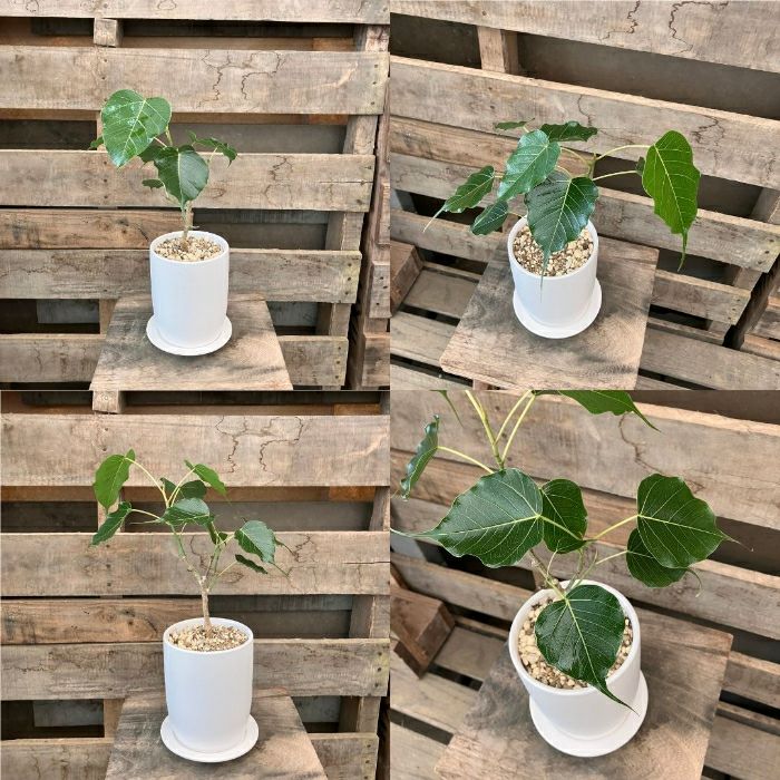 観葉植物現品販売