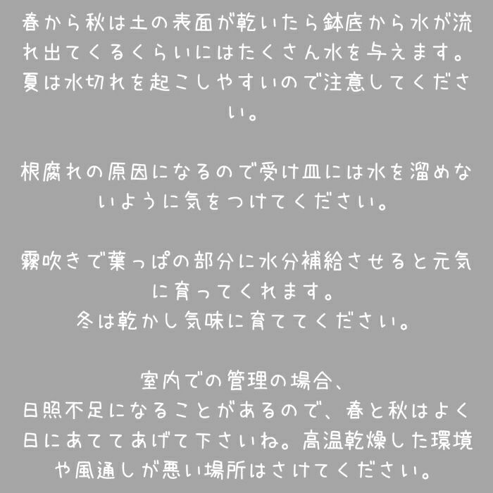 観葉植物現品販売