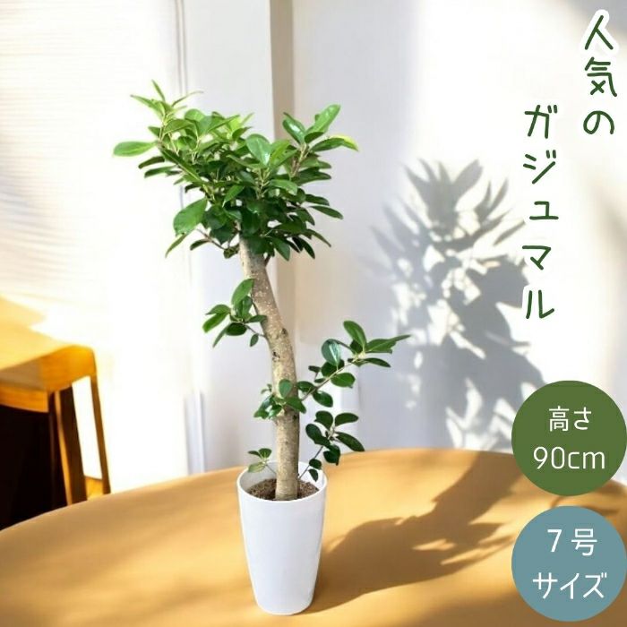観葉植物現品販売