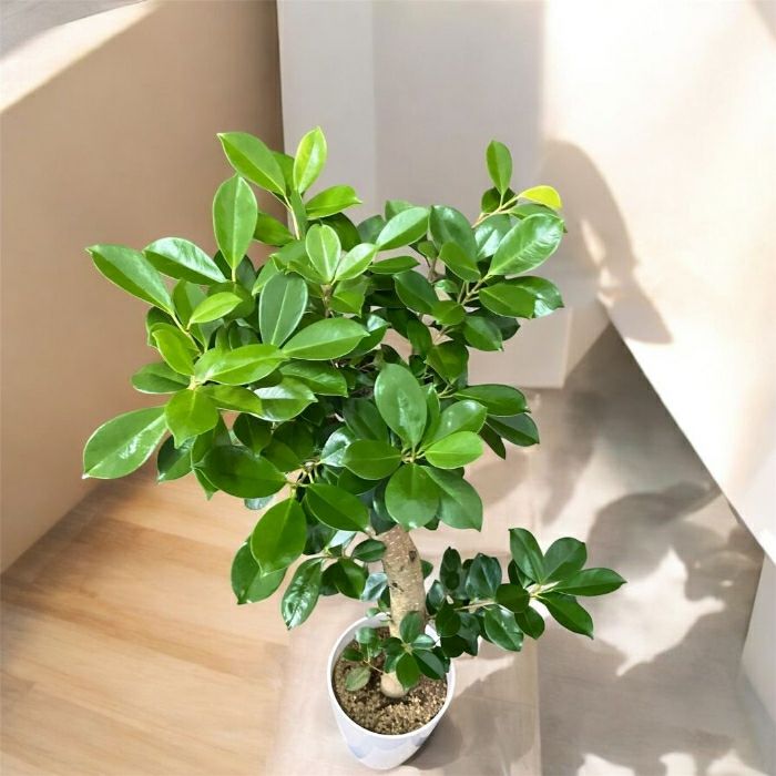 観葉植物現品販売
