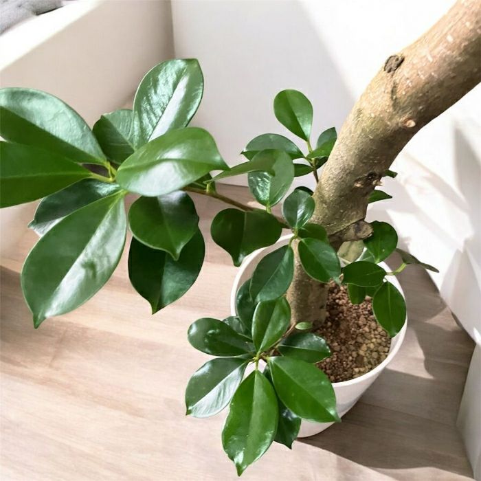 観葉植物現品販売