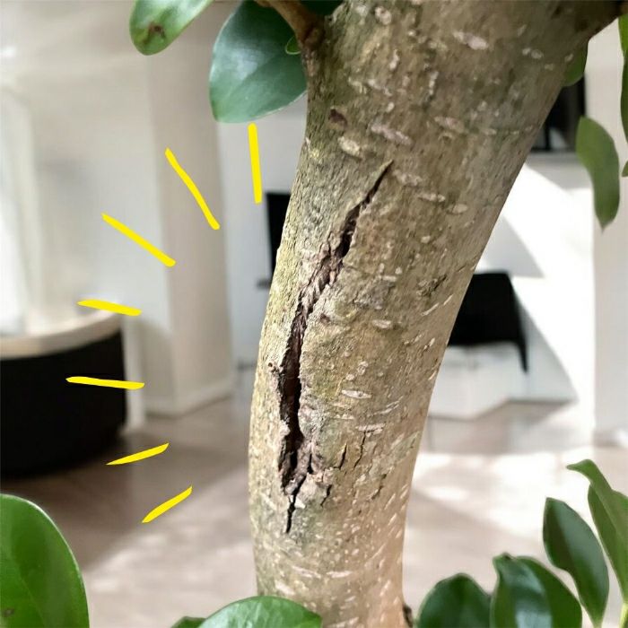 観葉植物現品販売