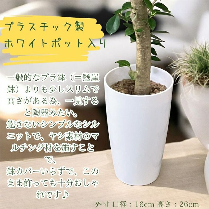 観葉植物現品販売