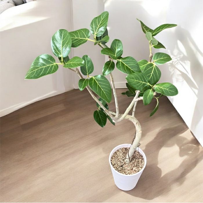 観葉植物現品販売