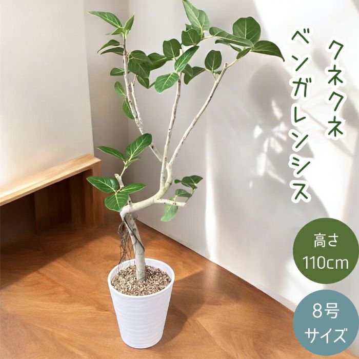 観葉植物現品販売