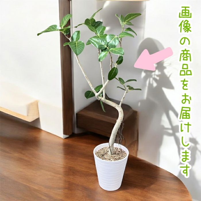 観葉植物現品販売