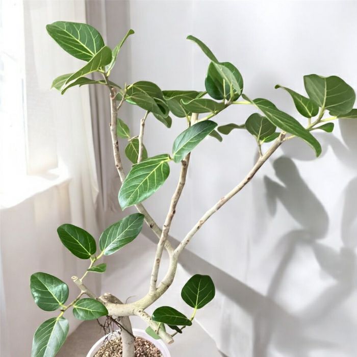 観葉植物現品販売