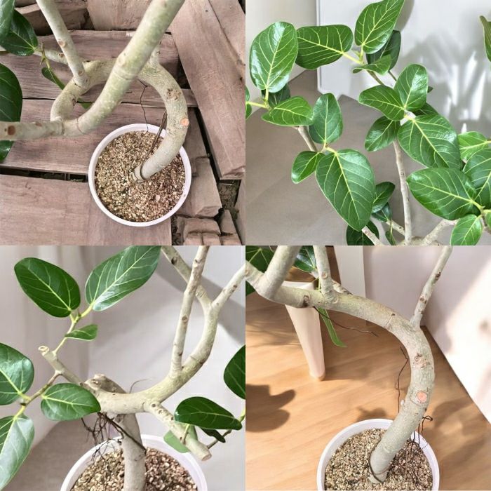 観葉植物現品販売