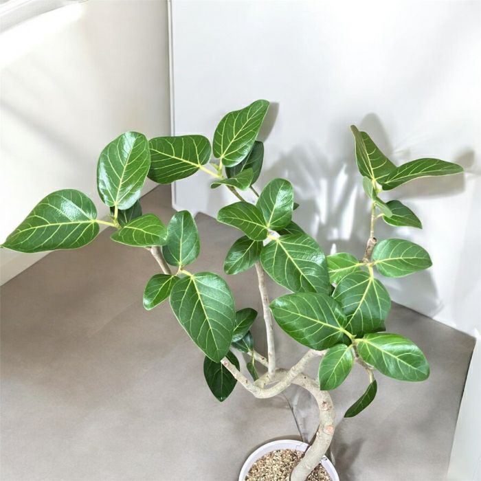 観葉植物現品販売