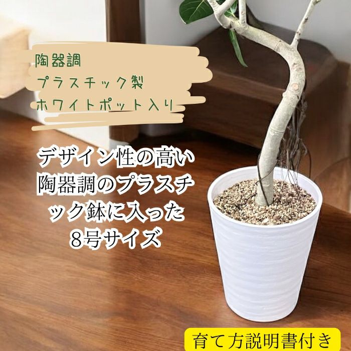 観葉植物現品販売
