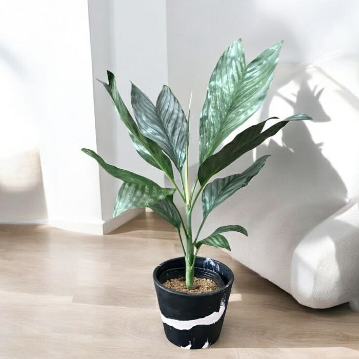 観葉植物現品販売