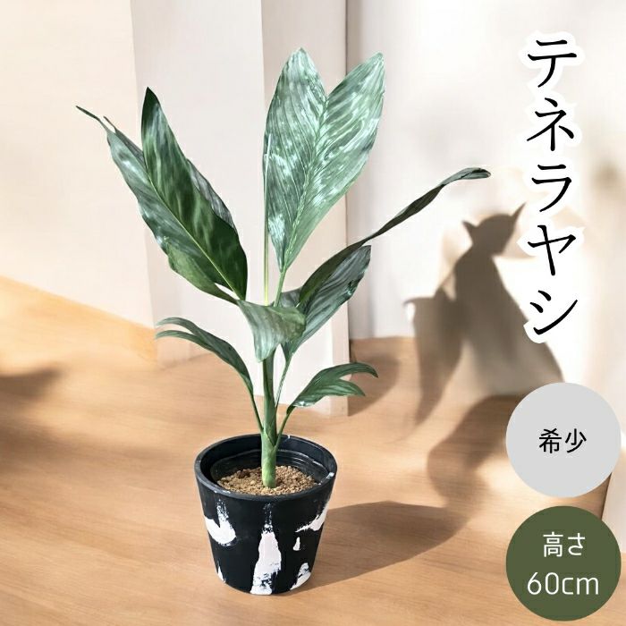 観葉植物現品販売