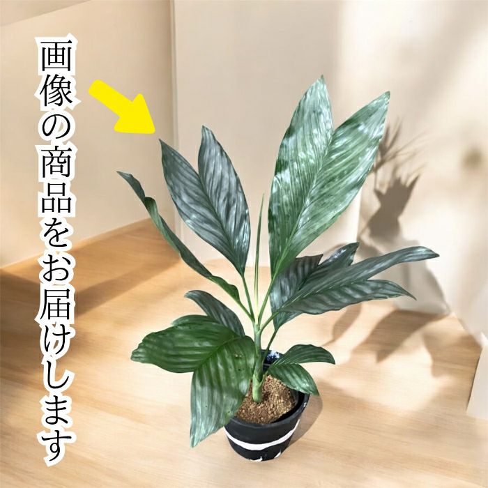 観葉植物現品販売