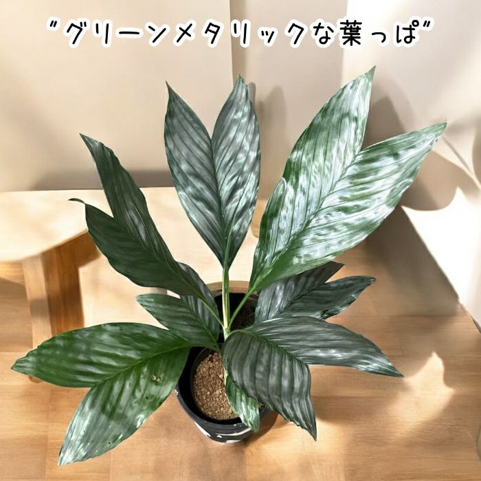 観葉植物現品販売