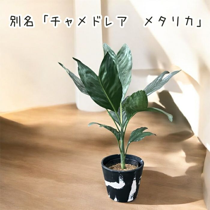 観葉植物現品販売