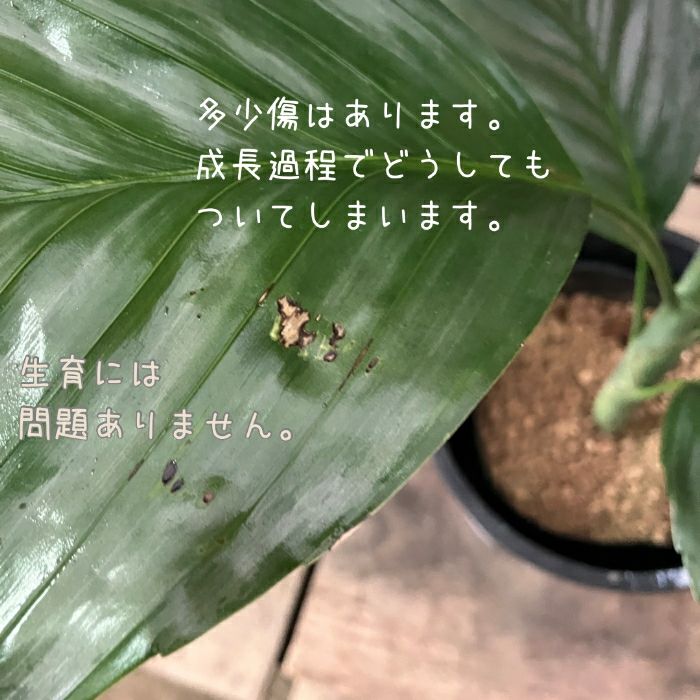 観葉植物現品販売