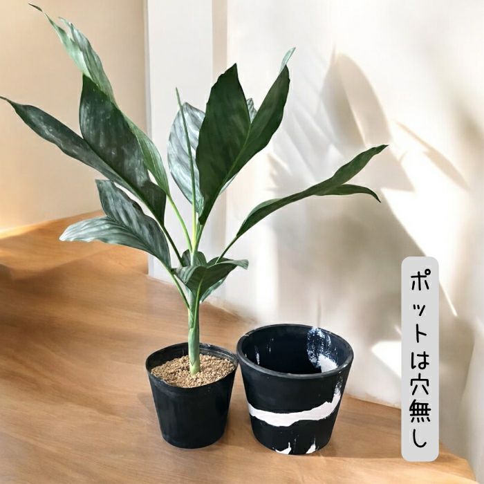 観葉植物現品販売