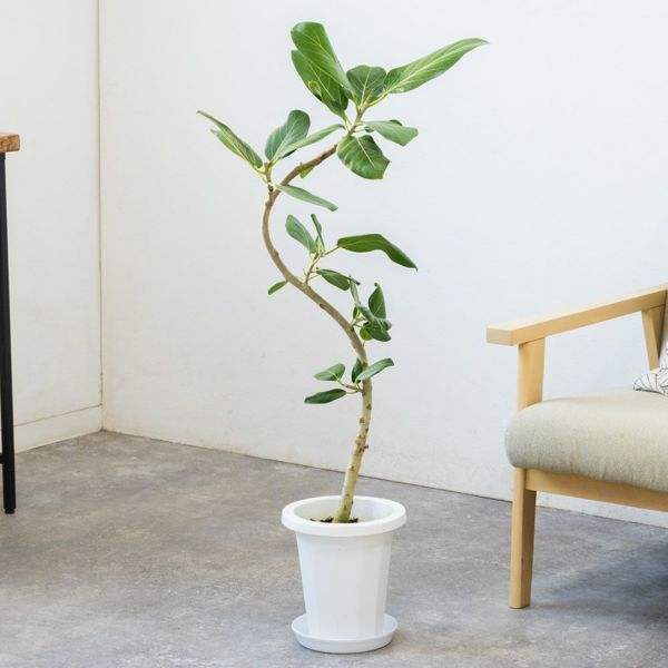 【現品】フィカス・ベンガレンシス　曲がり　7号　茶鉢（1） 観葉植物｜フィカス ベンガレンシス 曲がり 7号【THE GOOD