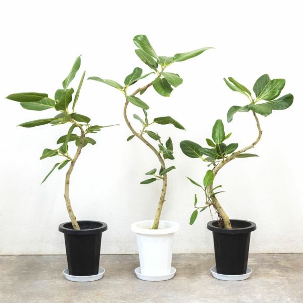 【現品】フィカス・ベンガレンシス　曲がり　7号　茶鉢（1） 観葉植物 フィカス ベンガレンシス 6号 曲り プラスチック鉢