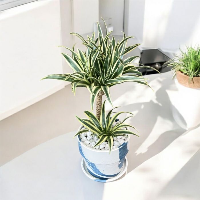 観葉植物現品販売