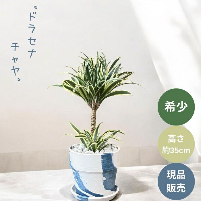 観葉植物現品販売