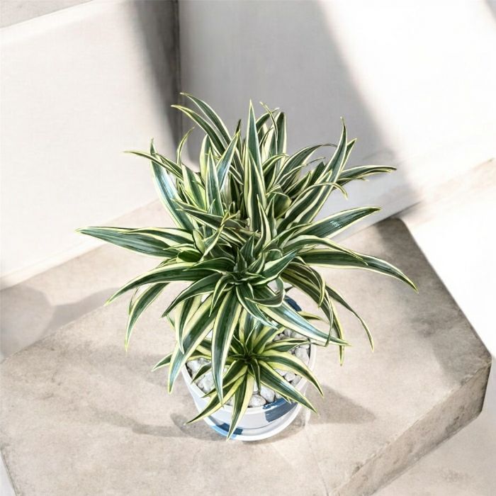 観葉植物現品販売