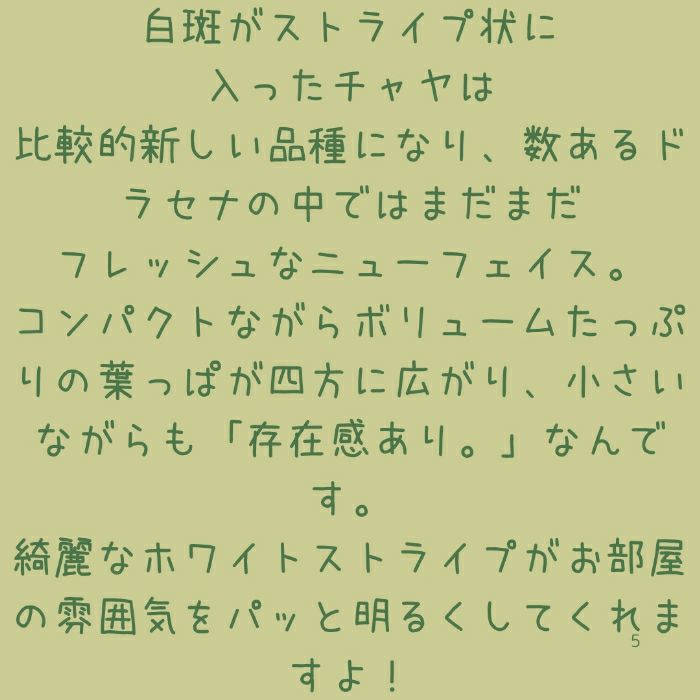 観葉植物現品販売