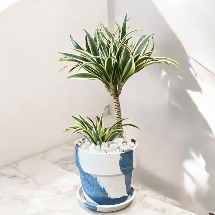 観葉植物現品販売