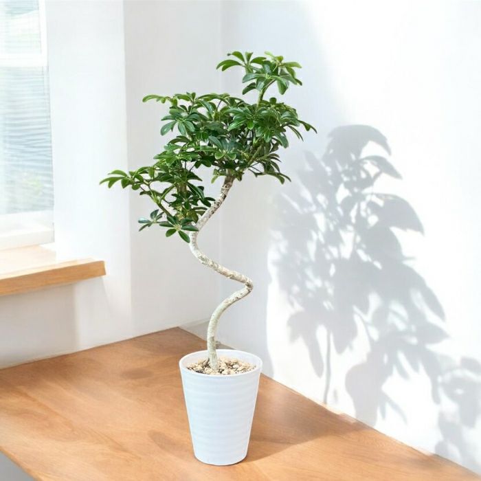 観葉植物現品販売