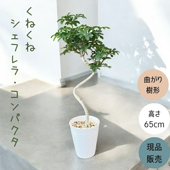 観葉植物現品販売