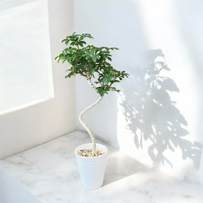 観葉植物現品販売