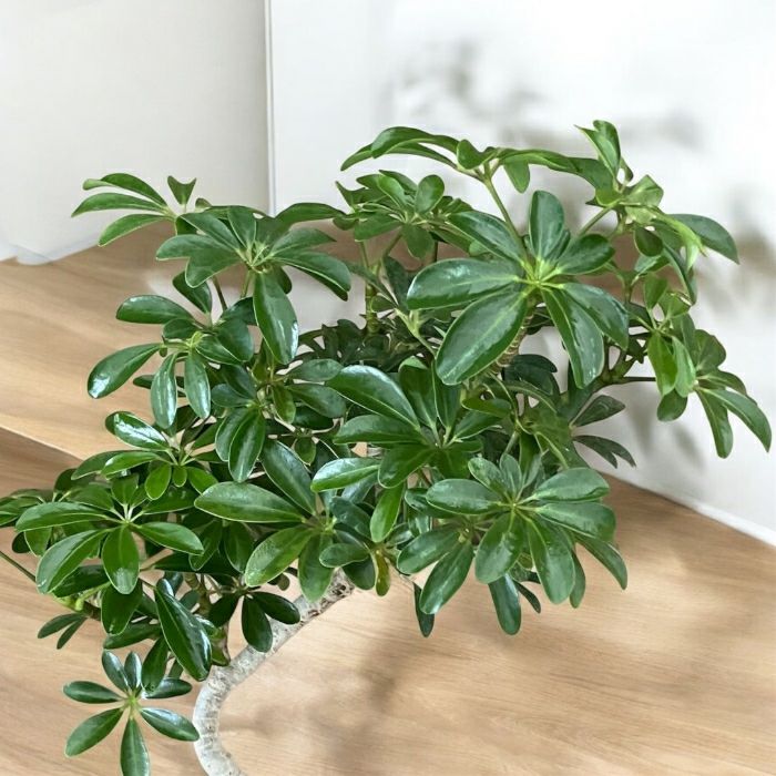 観葉植物現品販売